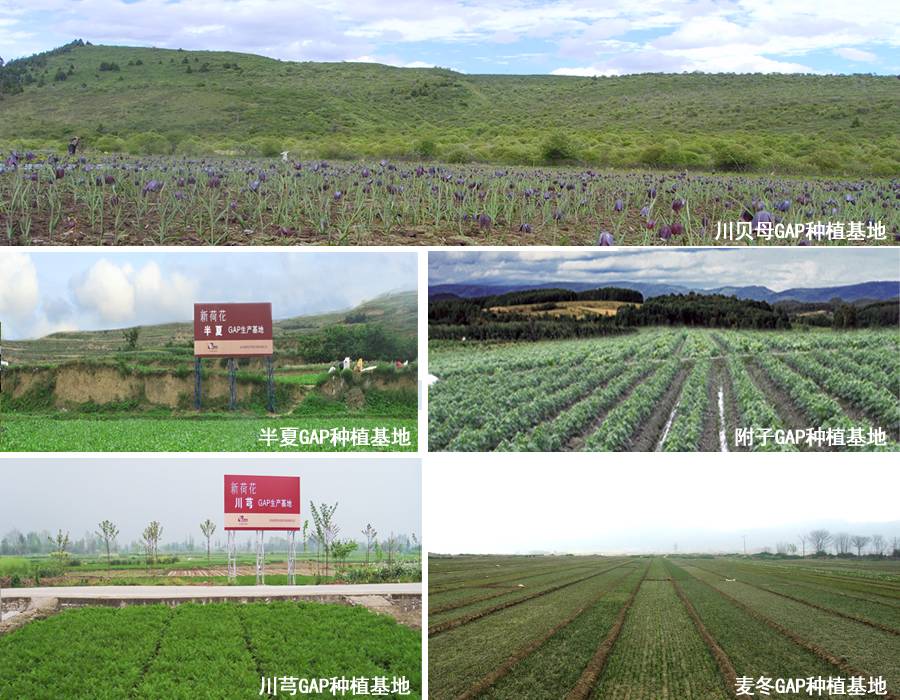 飲片風(fēng)暴強(qiáng)勢(shì)登陸藥交會(huì)，新荷花重磅出擊！代理商速來(lái)！